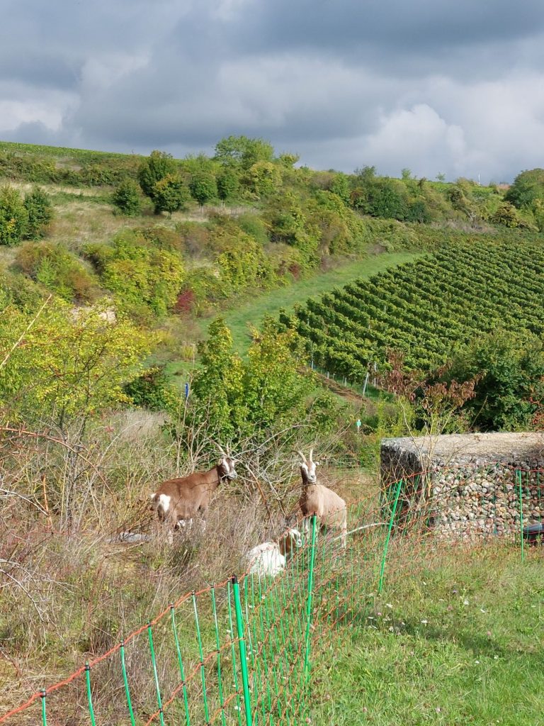 Blick über die Landschaft der Pfalz